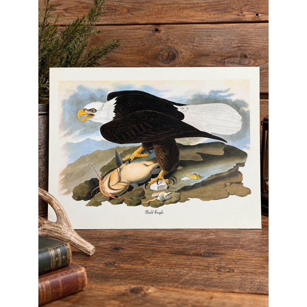 1950 Vintage Print Bald Eagle  American Bird Art Illustration Audubon 8x11